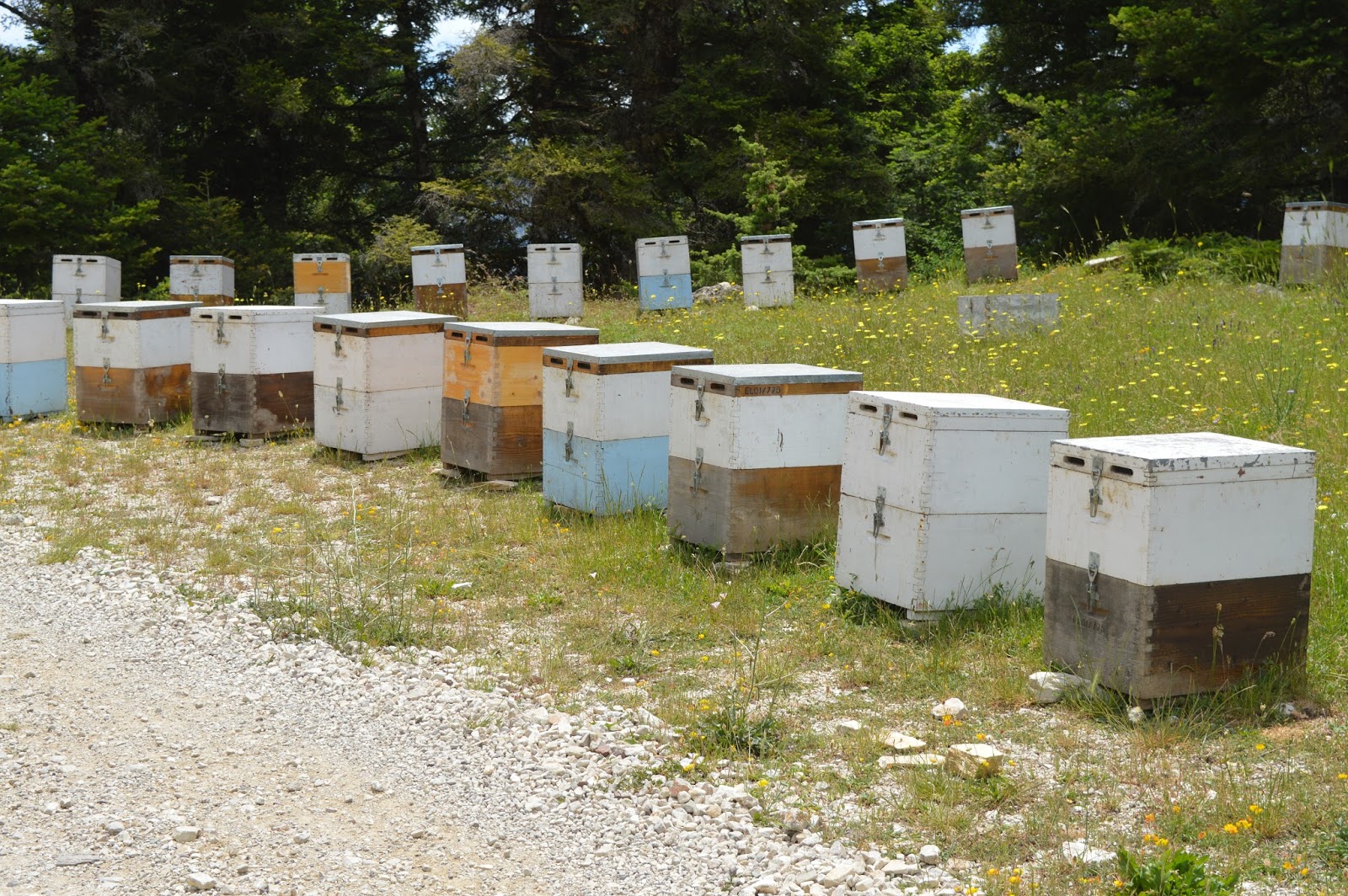 17η Γιορτή Μελισσοκόμων και Καλλιεργητών Έβρου