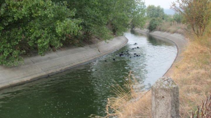 Καλλιεργούσε κάνναβη μέσα… σε αρδευτικό κανάλι ! Καλλιεργούσε κάνναβη μέσα… σε αρδευτικό κανάλι !
