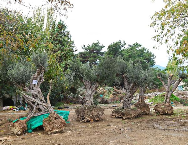 Δήμος Καβάλας: Παραλαβή και μεταφύτευση ελαιόδεντρων, στο πλαίσιο του προγράμματος που χρημοτοδοτείται από το Πράσινο Ταμείο