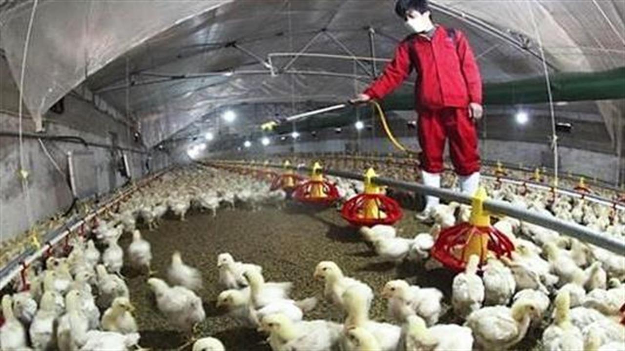 Διεύθυνση Κτηνιατρικής AMΘ : «Γρίπη των Πτηνών» Διεύθυνση Κτηνιατρικής AMΘ : «Γρίπη των Πτηνών»
