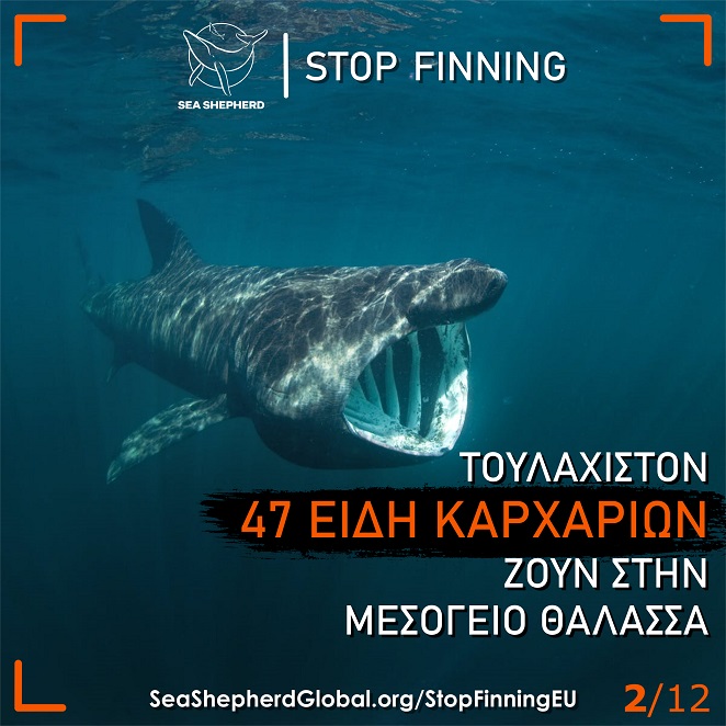 Stop Finning – Post 2 -small