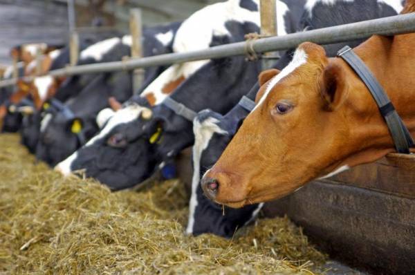 Ενίσχυση κτηνοτροφίας με 7% επί του τζίρου 3 μηνών, επιδότηση ζωοτροφών, έκπτωση ΔΕΗ 80% και μείωση ΦΠΑ λιπασμάτων