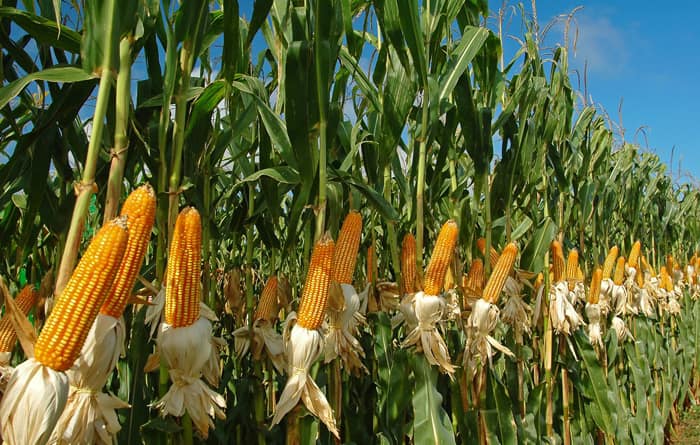 Ο ΕΛΓΑ θα αποζημιώσει τους 22 παραγωγούς καλλιέργειας αραβοσίτου στα τενάγη Φιλίππων
