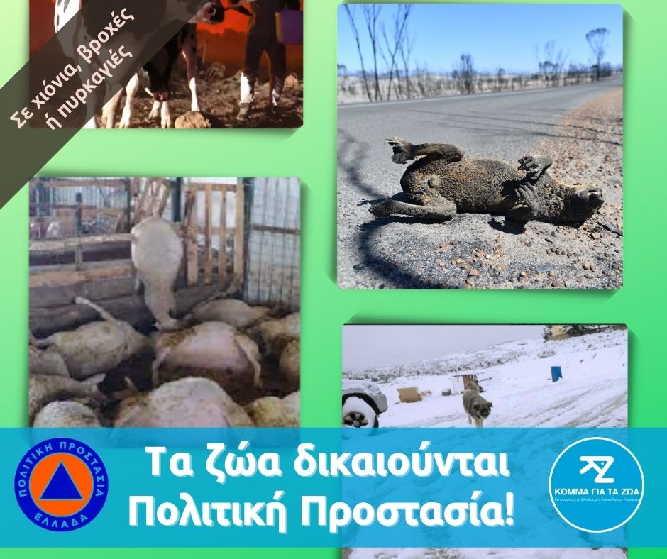 “Οι αλλαγές στην Πολιτική Προστασία είναι ευκαιρία για την προστασία των ζώων στις φυσικές καταστροφές” “Οι αλλαγές στην Πολιτική Προστασία είναι ευκαιρία για την προστασία των ζώων στις φυσικές καταστροφές”