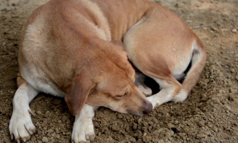 Σκύλος: Γιατί «σκάβει» πριν ξαπλώσει και άλλες 4 παράξενες συμπεριφορές