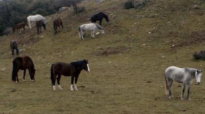 Άλογα ποδοπάτησαν δύο ανήλικα παιδιά στο Γαλατά Ναυπακτίας