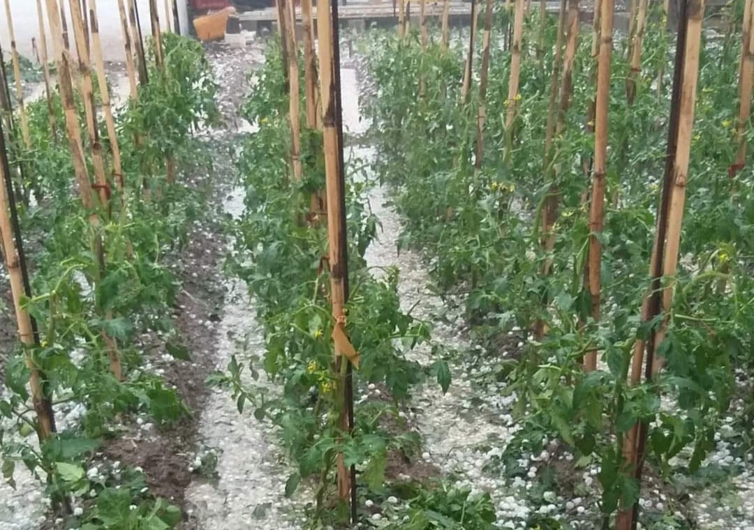«Οι αγρότες απροστάτευτοι στο έλεος του χαλαζιού- Η Νέα Αριστερά προειδοποιούσε, η κυβέρνηση αδιαφορούσε» «Οι αγρότες απροστάτευτοι στο έλεος του χαλαζιού- Η Νέα Αριστερά προειδοποιούσε, η κυβέρνηση αδιαφορούσε»