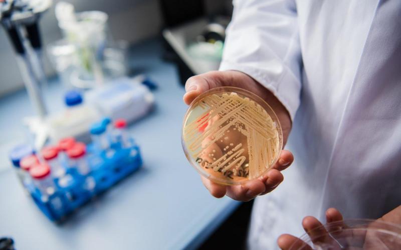 Πάτρα: Τέσσερις νεκροί από το φονικό μύκητα Candida Auris Πάτρα: Τέσσερις νεκροί από το φονικό μύκητα Candida Auris
