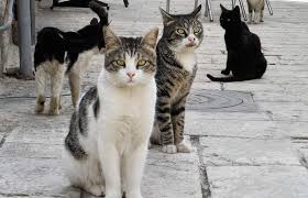 Σκότωσαν και τεμάχισαν γατάκια στη Θεσσαλονίκη