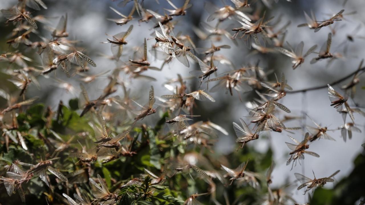 Ακρίδες «|τρώνε» τα σπαρτά στη Θράκη