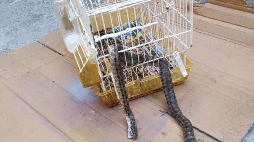 Φίδι εισέβαλε σε σπίτι στην Ανθούπολη Λάρισας