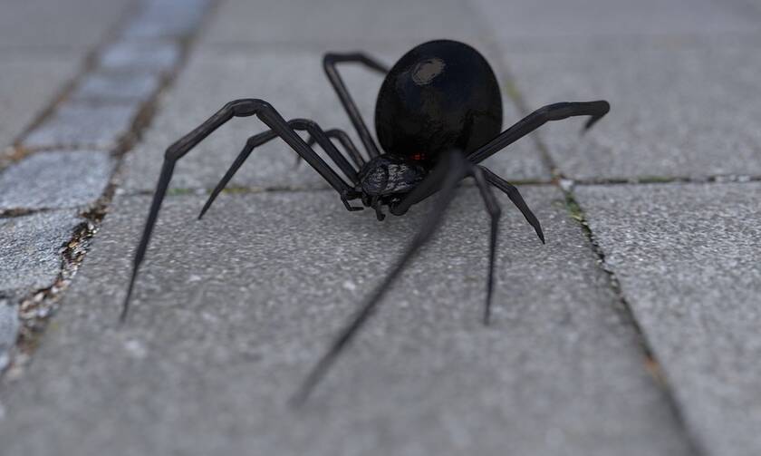 Αράχνη «μαύρη χήρα» τσίμπησε αγρότη στη περιοχή της Βισαλτίας Σερρών