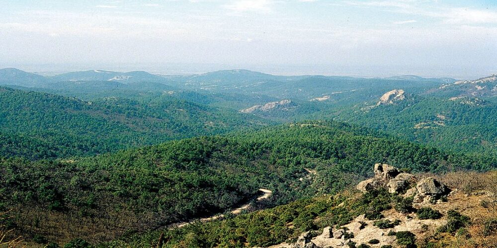 Λήψη έκτακτων μέτρων αντιμετώπισης των συνεπειών της καταστροφικής πυρκαγιάς στη Δαδιά