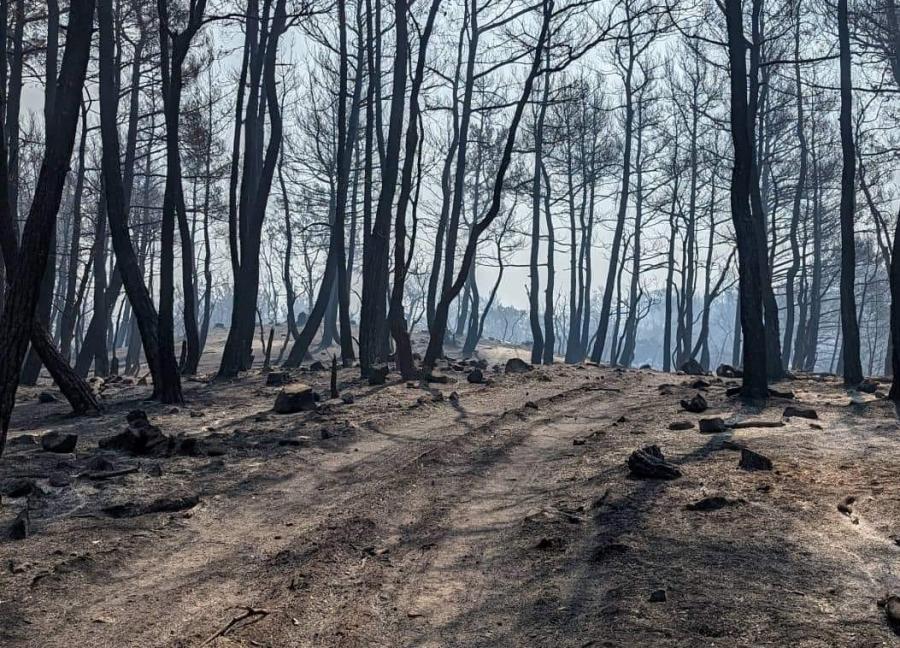 Δάσος της Δαδιάς : Η «ανάσα» της Ελλάδας και της ΝΑ Ευρώπης στις φλόγες – Τεράστια η καταστροφή