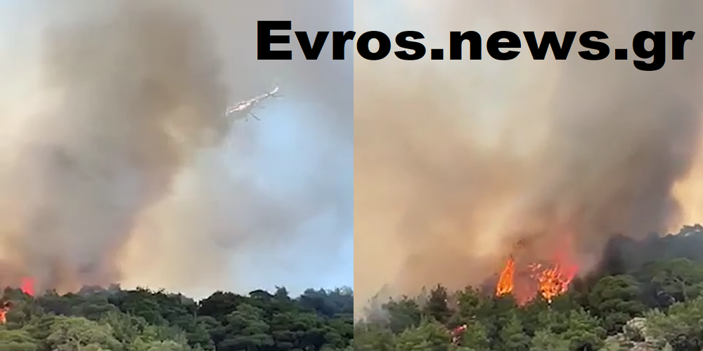 Πυρκαγιά στο δάσος της Δαδιάς! Πυρκαγιά στο δάσος της Δαδιάς!