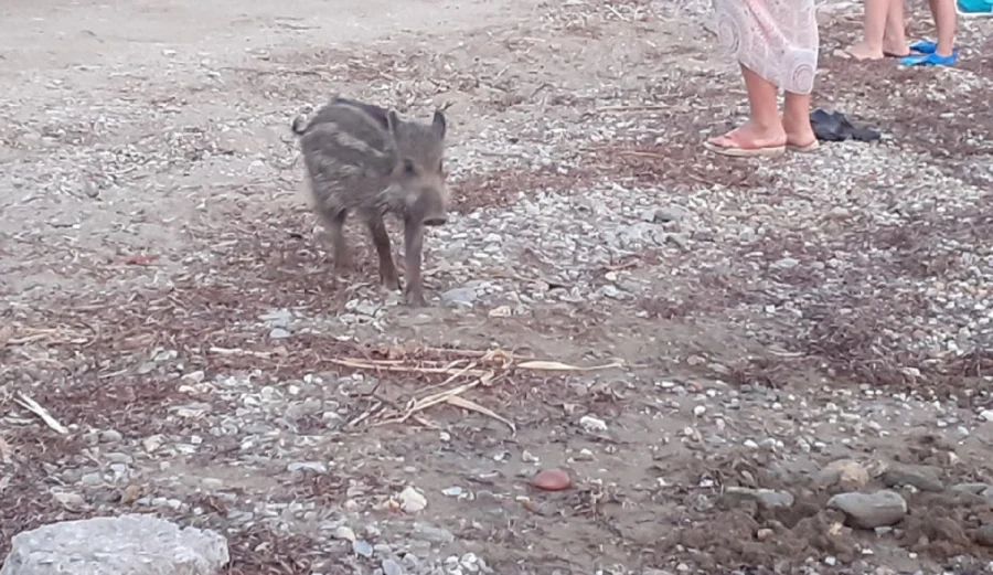 Μικρό αγριογουρουνάκι κάνει μπάνιο και παίζει με τους λουόμενους σε παραλία του Βόλου