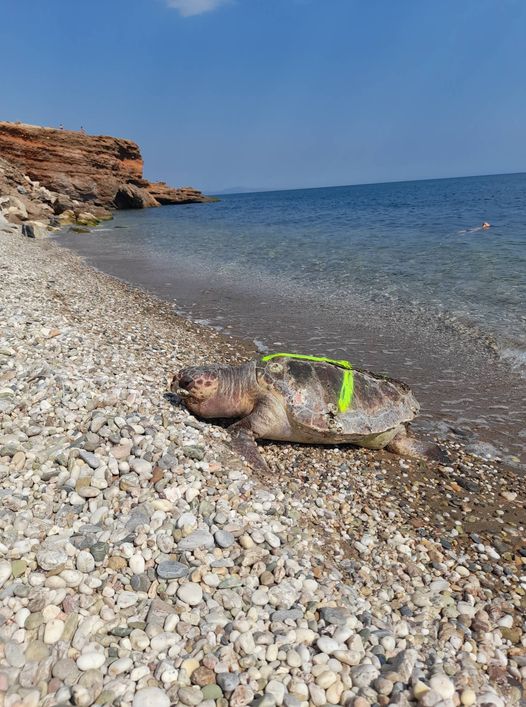 Νεκρή εντοπίστηκε μια θαλάσσια χελώνα καρέτα – καρέτα στην παραλία “Κόκκινα Βράχια” Νεκρή εντοπίστηκε μια θαλάσσια χελώνα καρέτα – καρέτα στην παραλία “Κόκκινα Βράχια”