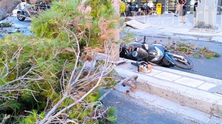 Βίντεο ντοκουμέντο με την πτώση του δέντρου που στοίχισε την ζωή στον 51χρονο στο Ηράκλειο Κρήτης