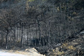 Ο πραγματικός υπαίτιος των πυρκαγιών και εχθρός του περιβάλλοντος