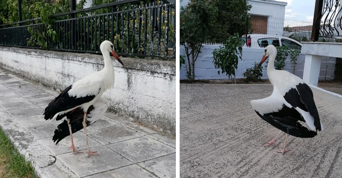 Έσωσαν τραυματισμένο πελαργό στα Πηγάδια