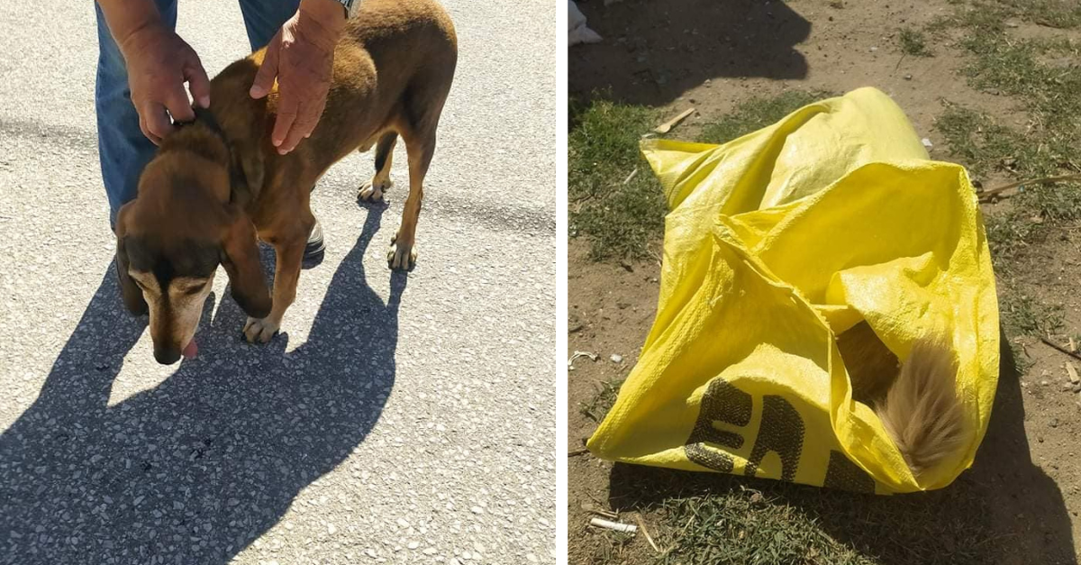 Θανάτωσαν 3 σκυλιά με φόλες στο Μυρωδάτο Ξάνθης