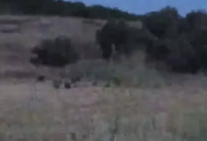 Κοπάδι με αγριογούρουνα βρέθηκε σε χωριό της Δυτικής Φθιώτιδας (ΒΙΝΤΕΟ) Κοπάδι με αγριογούρουνα βρέθηκε σε χωριό της Δυτικής Φθιώτιδας (ΒΙΝΤΕΟ)