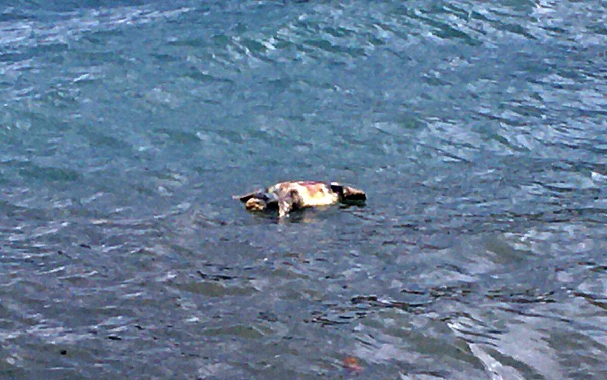 Νεκρή θαλάσσια χελώνα ξεβράστηκε στην Ιχθυόσκαλα Καβάλας
