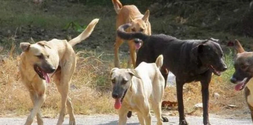 52χρονος δέχτηκε επίθεση από αγέλη σκύλων στην Κόρινθο