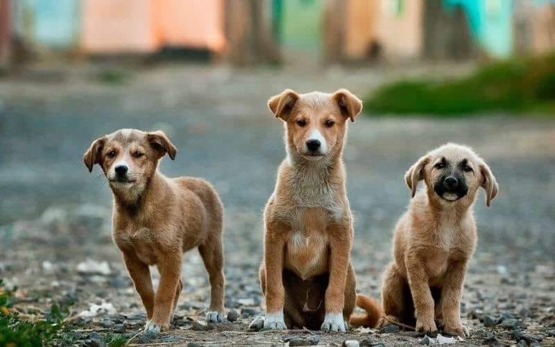 Πυροβόλησε και σκότωσε αδέσποτο σκυλί σε οικισμό της Ροδόπης