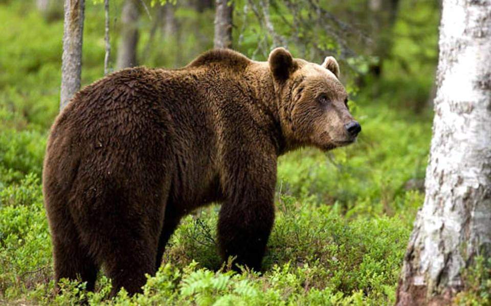 Αρκούδα με τα δύο μωρά της βρέθηκε στο κέντρο της Καστοριάς