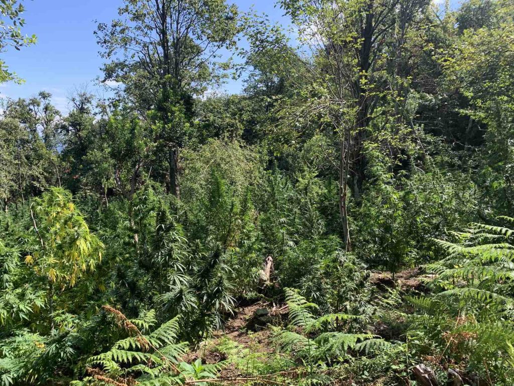 Κοντά στα 9 εκατ. τα κέρδη από τη φυτεία στο Πήλιο – Πώς η Δίωξη της Πάτρας «ξερίζωσε» τα ναρκωτικά