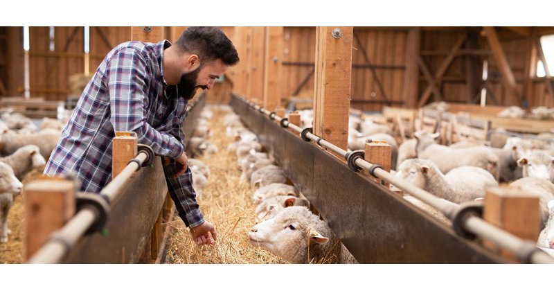 Κοντά στα 7 ευρώ η ενίσχυση για τα αιγοπρόβατα βάσει κλίμακας και απαίτηση τζίρου 2.000 ευρώ