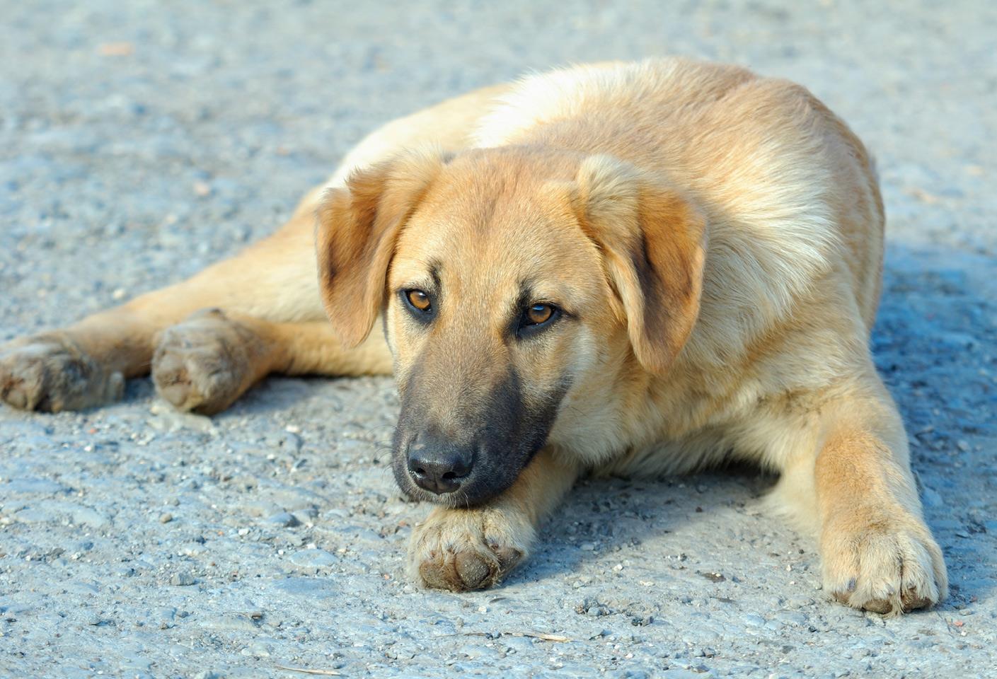 Αλμυρός: Συνελήφθη 56χρονος που θανάτωσε με φόλα αδέσποτο σκυλί
