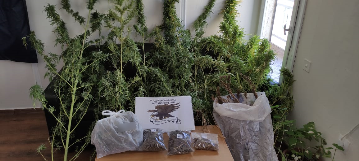 Συνελήφθη ημεδαπός κατηγορούμενος για καλλιέργεια και κατοχή ναρκωτικών Συνελήφθη ημεδαπός κατηγορούμενος για καλλιέργεια και κατοχή ναρκωτικών