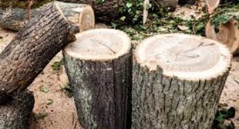 Σέρρες: Δέντρο καταπλάκωσε 60χρονο και σκοτώθηκε, ενώ έκοβε ξύλα