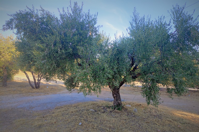 Να καταβληθούν άμεσα οι αποζημιώσεις στους παραγωγούς της ΠΕ Ροδόπης για τις ζημιές από παγετό και χαλαζοπτώσεις την άνοιξη του 2021