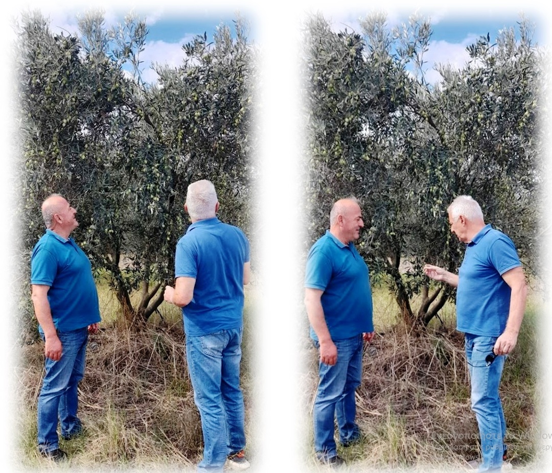 Η «η ισχύς εν τη ενώσει», για τους ελαιοπαραγωγούς του εξαιρετικά παρθένου ελαιόλαδου Η «η ισχύς εν τη ενώσει», για τους ελαιοπαραγωγούς του εξαιρετικά παρθένου ελαιόλαδου
