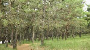 Χαρίτου: «Τρία χρόνια κοροϊδία από την κυβέρνηση ΝΔ για τις προσλήψεις στις Δασικές Υπηρεσίες, δραματικά υποστελεχωμένη η Διεύθυνση Δασών Ροδόπης»