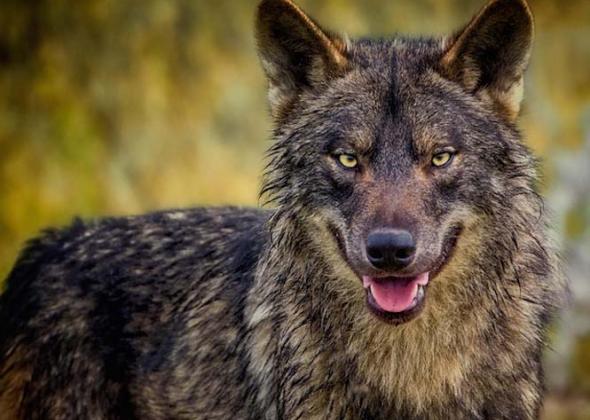 Λύκος έφτασε έξω από παιδικό σταθμό της τοπικής κοινότητας Πέλλας Λύκος έφτασε έξω από παιδικό σταθμό της τοπικής κοινότητας Πέλλας