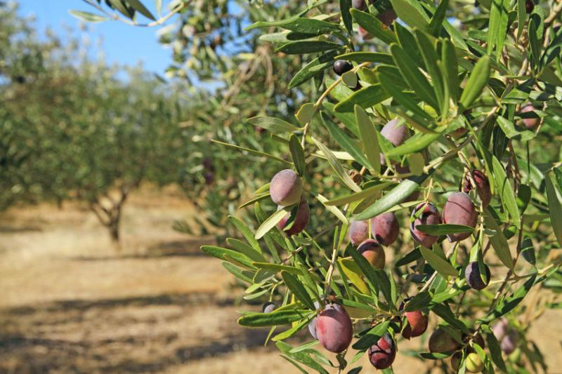 Ο φετινός χάρτης των ενισχύσεων για την ελιά, αυξημένα πριμ σε νέες φυτεύσεις και 72 ευρώ στα βιολογικά