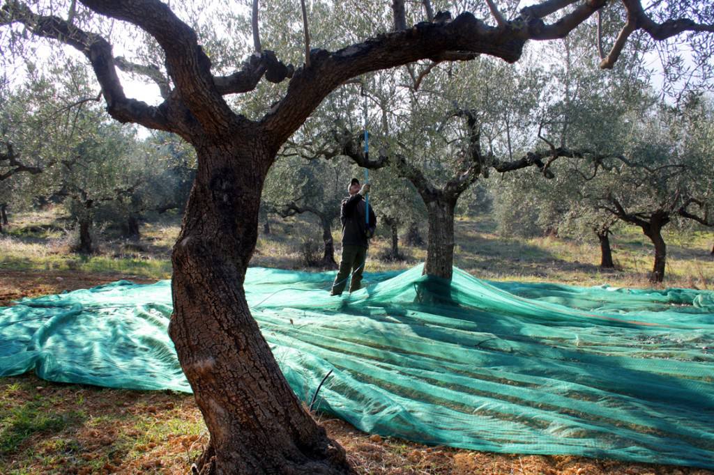 Εργαζόμενοι της ΣΕΚΑΠ μάζεψαν εθελοντικά ελιές για το Γηροκομείο Εργαζόμενοι της ΣΕΚΑΠ μάζεψαν εθελοντικά ελιές για το Γηροκομείο