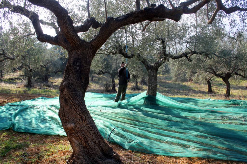 Εργαζόμενοι της ΣΕΚΑΠ μάζεψαν εθελοντικά ελιές για το Γηροκομείο