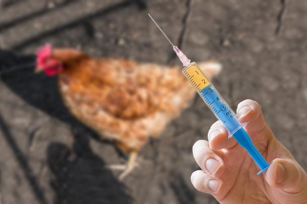Γρίπη των πτηνών: Ραγδαία αύξηση κρουσμάτων – Κίνδυνος επανεμφάνισης στην Ελλάδα