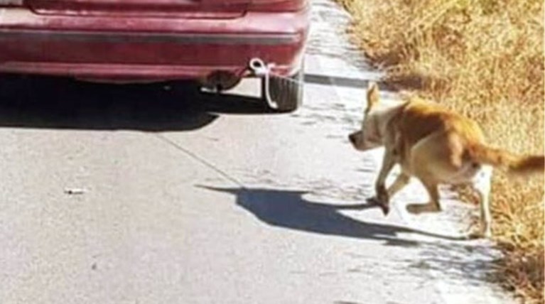 Πάτρα: Πρόστιμο 30.300 ευρώ σε άνδρα που έσερνε σκύλο με το αυτοκίνητό του-Η ανακοίνωση της αστυνομίας