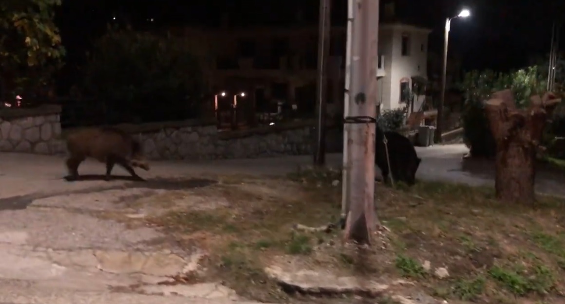 Θεσσαλονίκη: Αγριογούρουνα εμφανίστηκαν στο Πανόραμα (video)