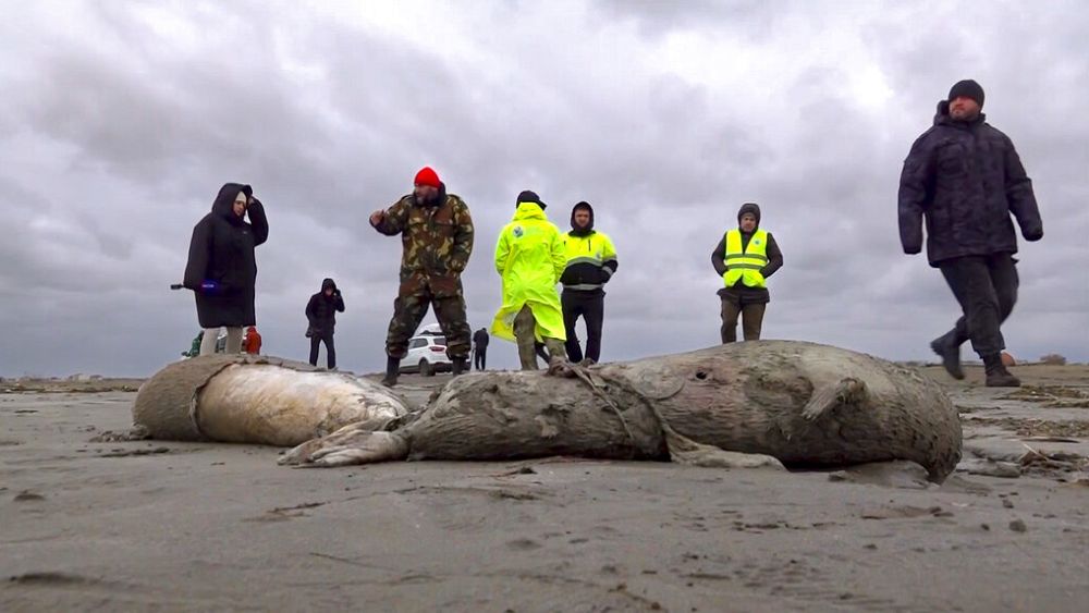 Μυστήριο με τις 2.500 φώκιες που βρέθηκαν νεκρές στις όχθες της Κασπίας Θάλασσας