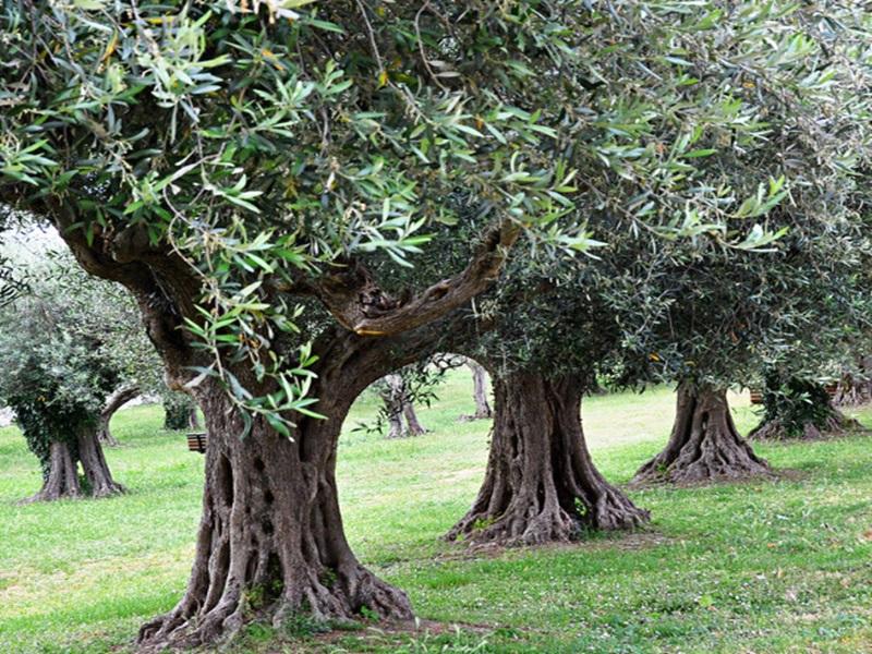 Τα πολλαπλά οφέλη της ελιάς για την υγεία- Ποια είναι πιο ωφέλιμη, η πράσινη ή η μαύρη ελιά; Τα πολλαπλά οφέλη της ελιάς για την υγεία- Ποια είναι πιο ωφέλιμη, η πράσινη ή η μαύρη ελιά;