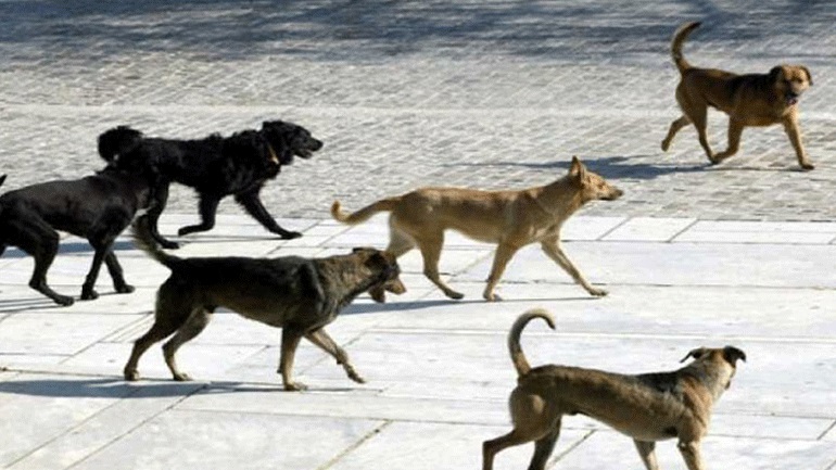 ΤΟ ΤΕΦ ΔΠΘ αναστέλλει τη λειτουργία του επ’ αόριστον, λόγω … αγέλης σκύλων..!!