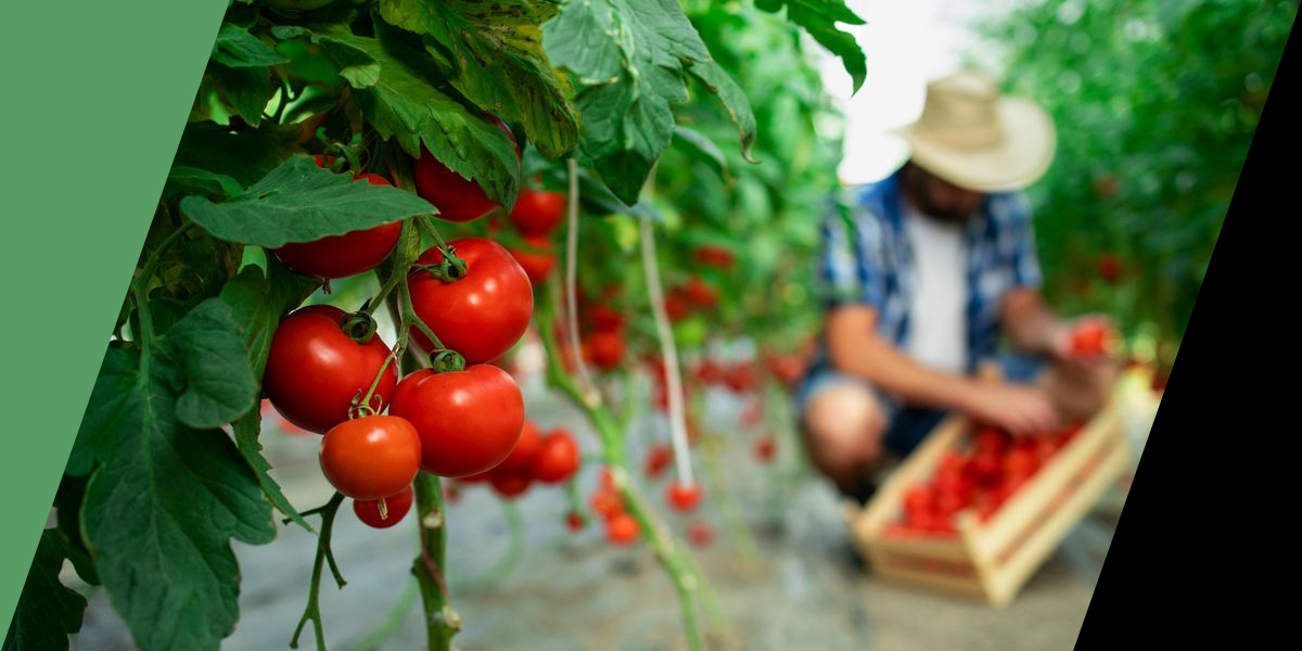 Παύλος Χρηστίδης: Αν εγκαταλείψουν οι αγρότες, τι θα γίνει η Ελλάδα; Θα τα εισάγουμε όλα; Παύλος Χρηστίδης: Αν εγκαταλείψουν οι αγρότες, τι θα γίνει η Ελλάδα; Θα τα εισάγουμε όλα;