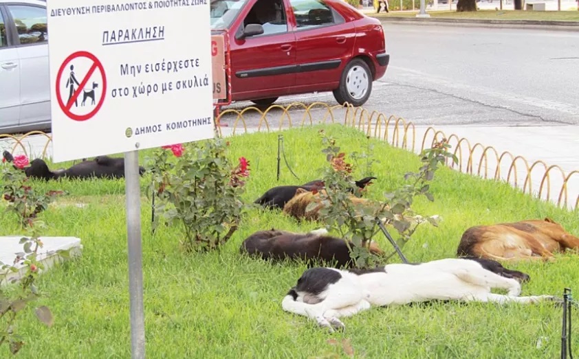 Η αστυφιλία ισχύει και για τα αδέσποτα